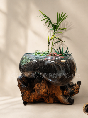 Molten Glass Planter Pot on Driftwood